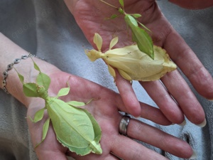 Phyllium letiranti Tataba nur Eier !