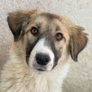 Renfri, geb. ca. 05 2024, lebt in GRIECHENLAND, im städt. Tierheim Serres