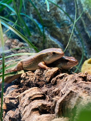 Vielstreifenskink inklusive Terrarium zu vermitteln 