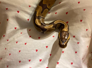 königspython mit Terrarium Bild 3