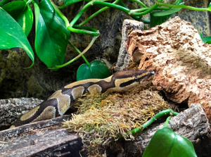 königspython mit Terrarium Bild 2