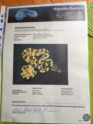 königspython mit Terrarium Bild 4