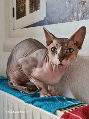 Canadian Sphynx-Deckkater Matteo sucht freundliche Damen