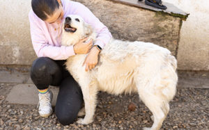 Gnadenplatz für lieben Opi ALASTAIR gesucht