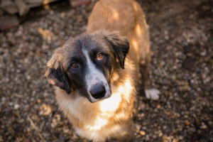 *BALU* - freundlich, fröhlich, sozial, lernbereit, menschenbezogen