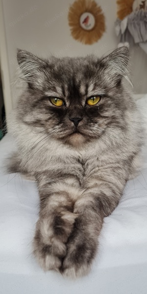 Deckkater hübscher Perser