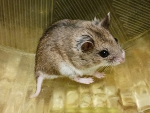 Chinesische Streifenhamster - Jungtiere abzugeben