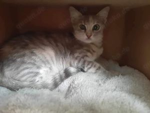 Fei, graue Schönheit, ca. 1 Jahr