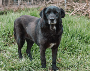 Schüchterne Enna sucht gemütliches Körbchen