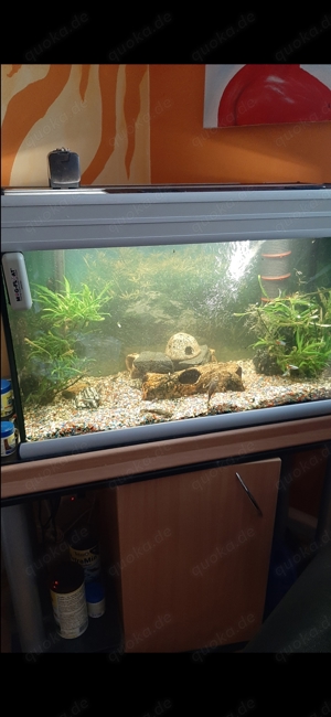 Aquarium 150 Liter mit Fische Pflanzen und Tisch und Zubehör