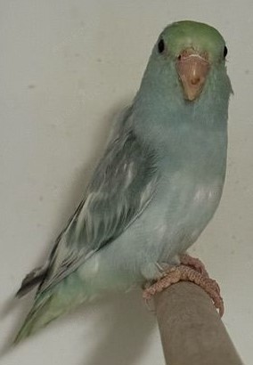 Verkaufe junge Blaugenicksperlingspapageien Bild 2