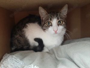 Loíl, sanfter Jungkater, ca. 1 Jahr *FIV+*