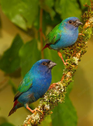 Forbes Papageiamadinen