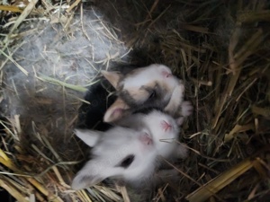 Löwenköpfen Kaninchen Babys