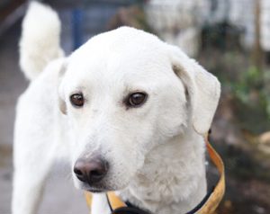 "Weiß wie Schnee... " Snowie hat eine Chance auf ein Zuhause verdient.