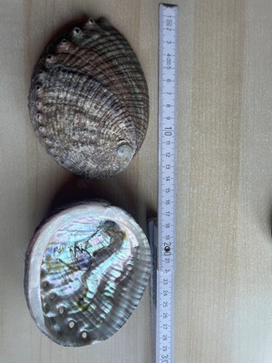 Abalone Muschel Haliotis Bild 2