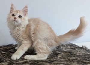 Maine Coon  wunderschöne kitten 