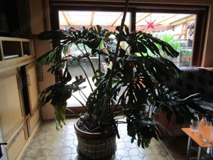  Wunderschöne Monstera deliciosa