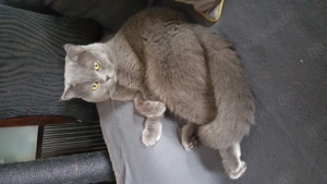 Deckkater  BKH erfahren mit STAMMBAUM! WUNDERSCHÖN!