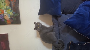 Deckkater  BKH erfahren mit Stammbaum! Bild 3