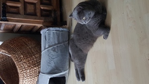 Deckkater  BKH erfahren mit Stammbaum! Bild 9