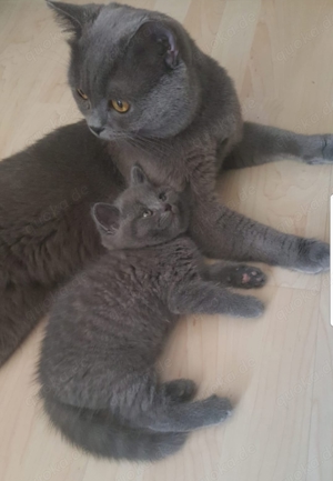 Deckkater  BKH erfahren mit STAMMBAUM! WUNDERSCHÖN!