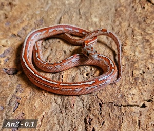 Blood Tessera Pied Bild 2