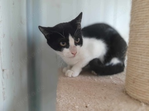 Vilbert, sanfter Kater, ca. 1 Jahr