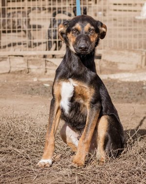 Deni, fröhlicher Teenager sucht Familie mit Kindern