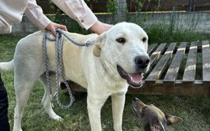 Gandalf - ein neuer Teil deiner Familie?