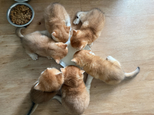 Deckkater    Nicht zum verkaufen   Bild 5