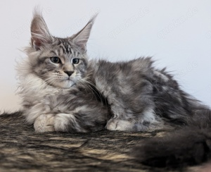 Maine Coon wunderschöne Junge 