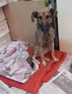 Süße Barbie sucht ein Zuhause oder eine Pflegestelle! 