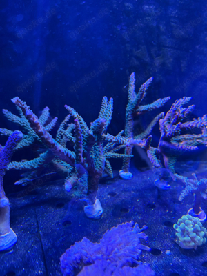 Acropora Tortuosa