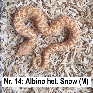 Albino het. Snow (M&W; 06.24) - Hakennasennatter - Hognose
