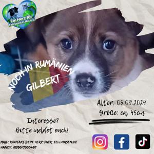 Gilbert will in Sicherheit aufwachsen. Wer adoptiert ihn?