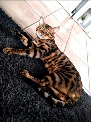 Erlando prachtvoller Bengal Deckkater