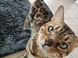 Erlando prachtvoller Bengal Deckkater 