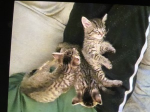 Katzen & Katzenbabys in Zschepplin kaufen, verkaufen & zu verschenken