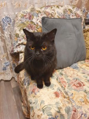  BKH Katze Schocko  Bild 2