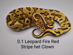 Königspython 0.1 Leopard Fire Red Stripe het Clown