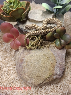 Heterodon nasicus Classic (Lemon Ghost)