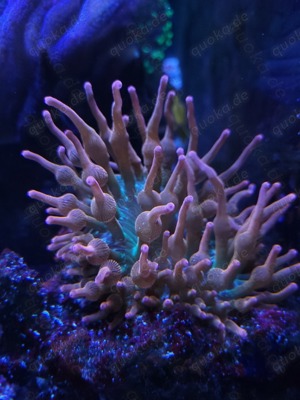 Entacmaea quadricolor   Sunburst Anemone