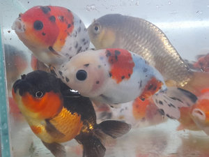  Ranchu Mix 4-6 cm 20 Stück nur 99,- Euro Top Angebot bei koiplus super Schleierschwänze 
