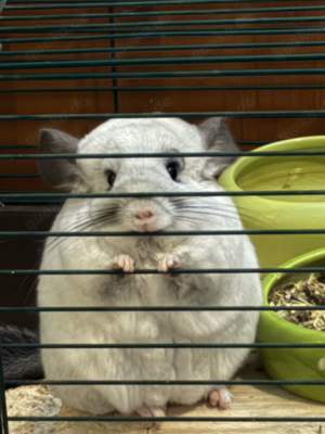 Suche Chinchillas