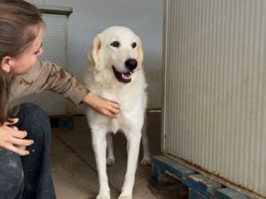 Zorion sucht sein Zuhause (noch auf Sardinien)