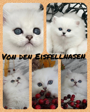 Reinrassige BKH BLH Kitten Katze Kater mit Dokumente 