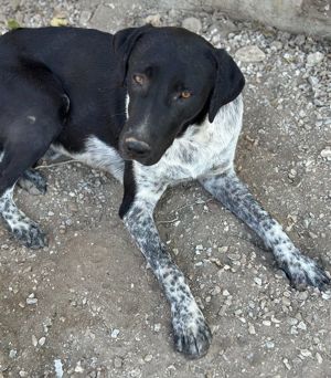  Tinu, geb. ca. 07 2023, lebt in GRIECHENLAND, im städt. Tierheim Serres Bild 10