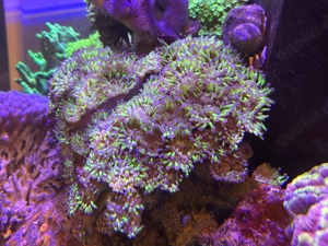 Euphyllia
