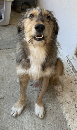 Flóki, geb. ca. 11 2023, lebt in GRIECHENLAND, auf einer privaten Pflegestelle  Bild 6